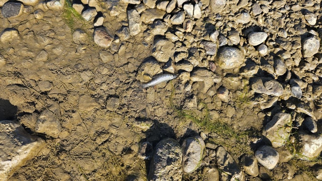 Çorum'da Kızılırmak Nehri'nde Balık Ölümleri Üzerine İnceleme Başlatıldı