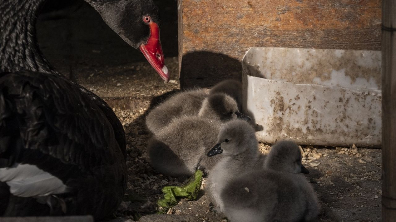 Kuğulu Park'ta 5 Yeni Kuğu Yavrusu Dünya Gördü