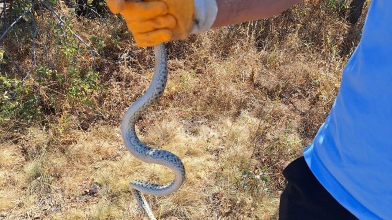 Çorum'da Arkeolojik Kazıda Yılan Kurtarıldı