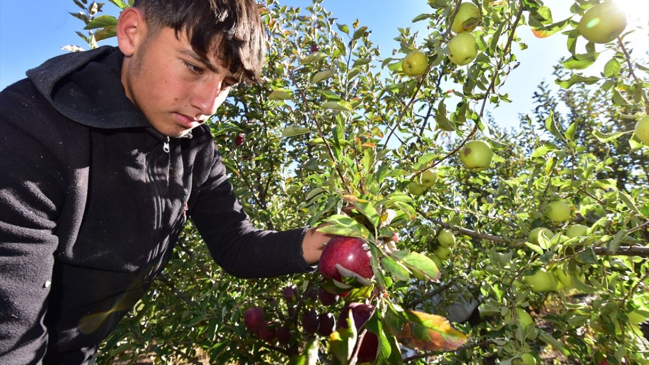 Ahlat'ta Elma Hasadı Rekoru: 200 Ton Üretim