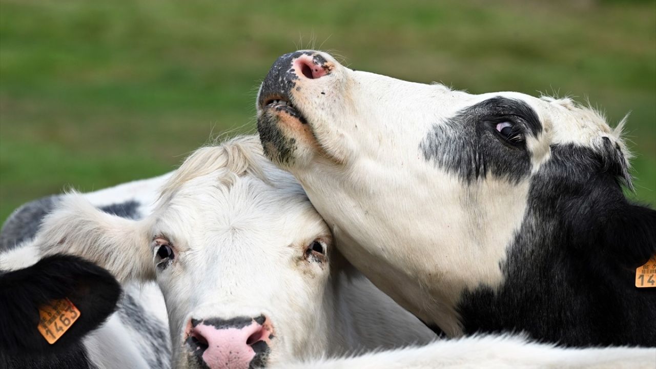 Belçika'da Hayvanlarda Mavi Dil Hastalığı Alarmı