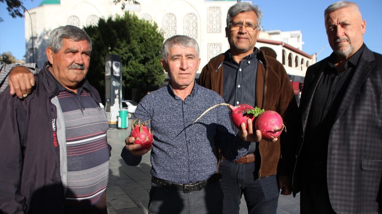 Antalya'da Trump Kutlaması: Ücretsiz Turp ve Ejder Meyvesi Dağıtıldı