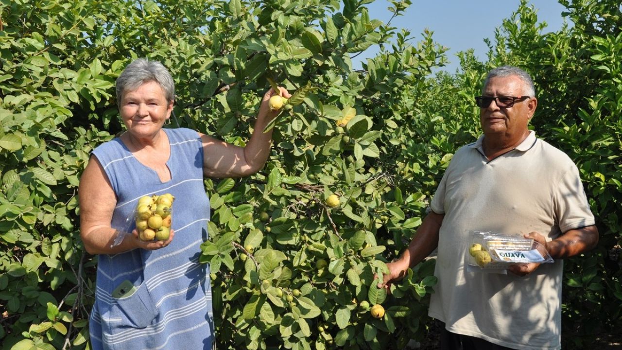 Mersin'de Tropikal Guava Hasadı Başladı