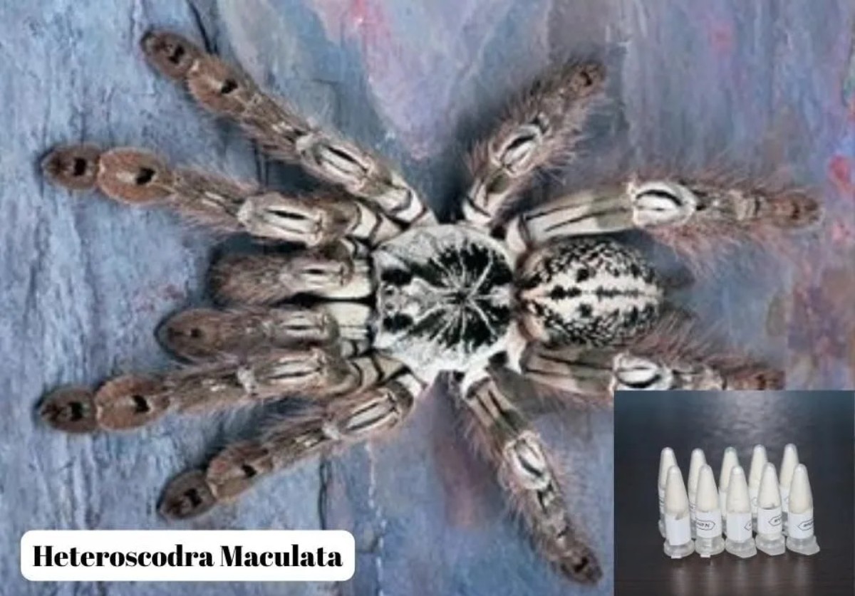 Polonya'dan Marmaris'e gizemli sevkiyat 76 yavru tarantula bulundu