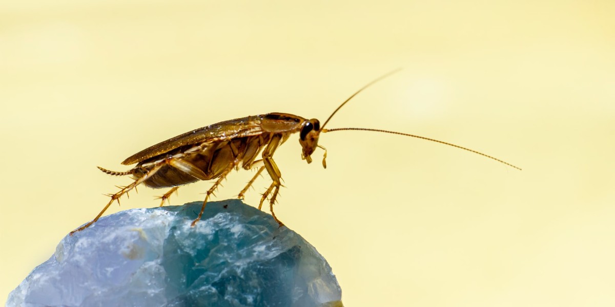 hamam böceğinden kurtulmanın doğal yöntemleri