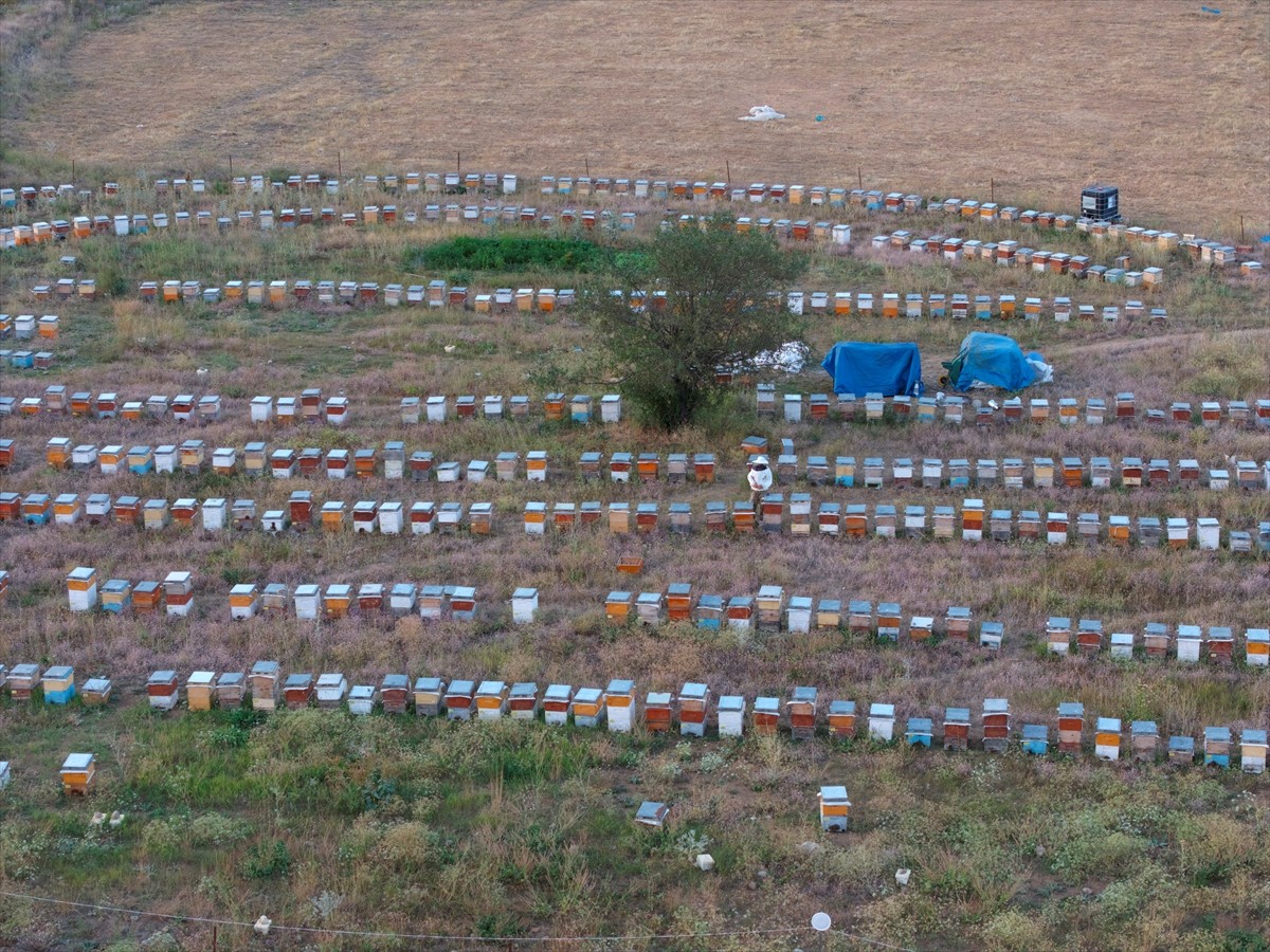 Bingöl'ün Karlıova ilçesindeki Şeytan Dağlarının eteklerinde arıcılık yapan Şenli ailesi...