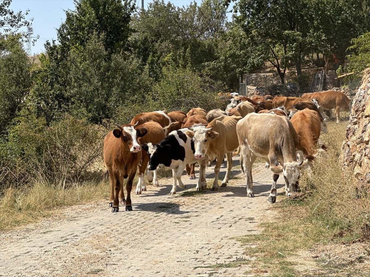 Çankırı'nın Ilgaz ilçesinde kontrol altına alınan orman yangınında soğutma çalışmaları devam...