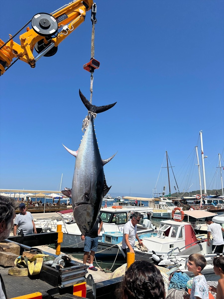 Muğla'nın Bodrum ilçesinde balıkçıların oltasına 2,5 metre uzunluğunda orkinos takıldı. 4 amatör...