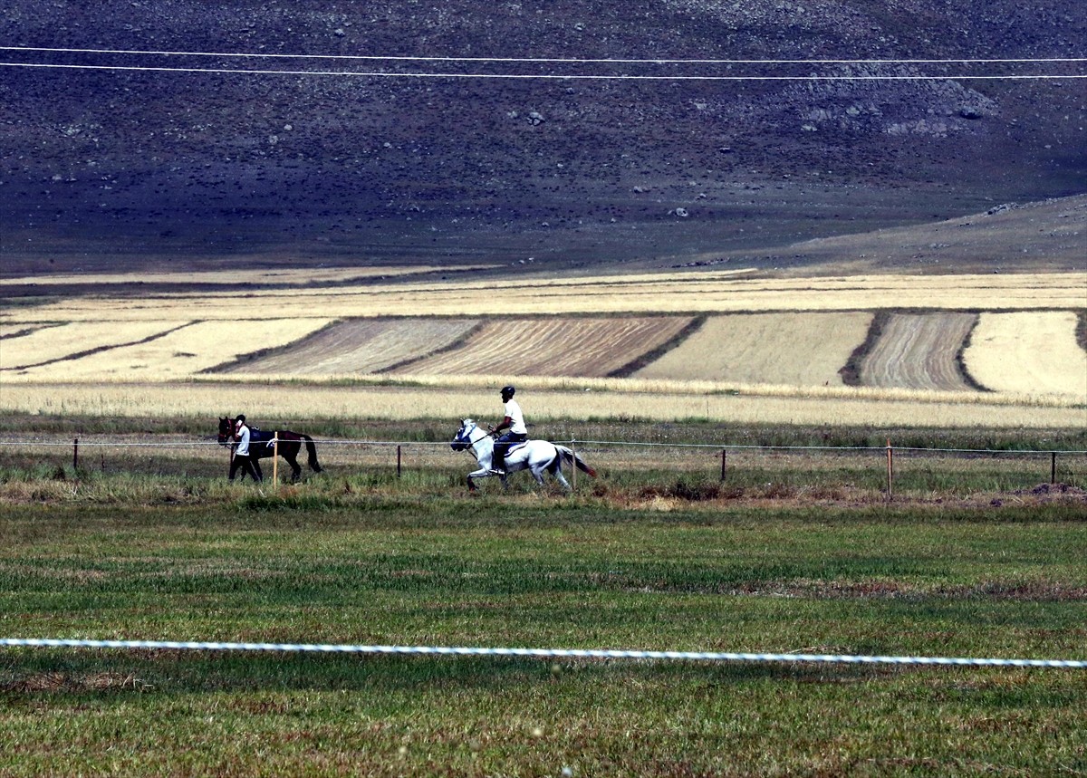 Ardahan'da Geleneksel Atlı Spor Dalları Federasyonunca organize edilen, rahvan at kültürünü...