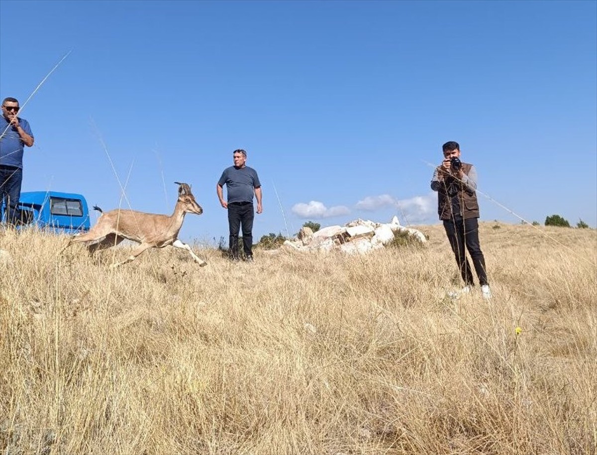 Yozgat Valiliği tarafından Kazankaya Kanyonu'nun turizme kazandırılması amacıyla başlatılan...