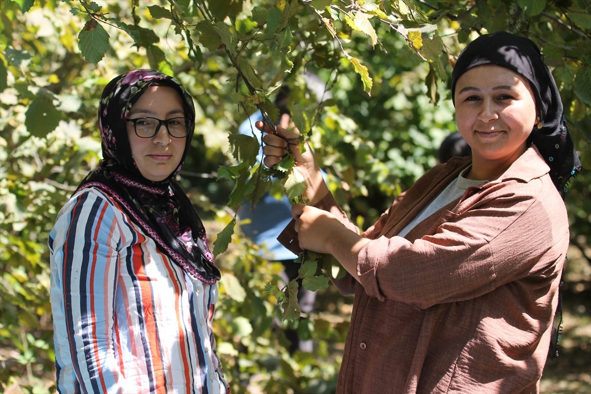 Bolu'nun Mudurnu ilçesine bağlı Taşkesti beldesinde hazırlıklarını tamamlayan üreticiler...