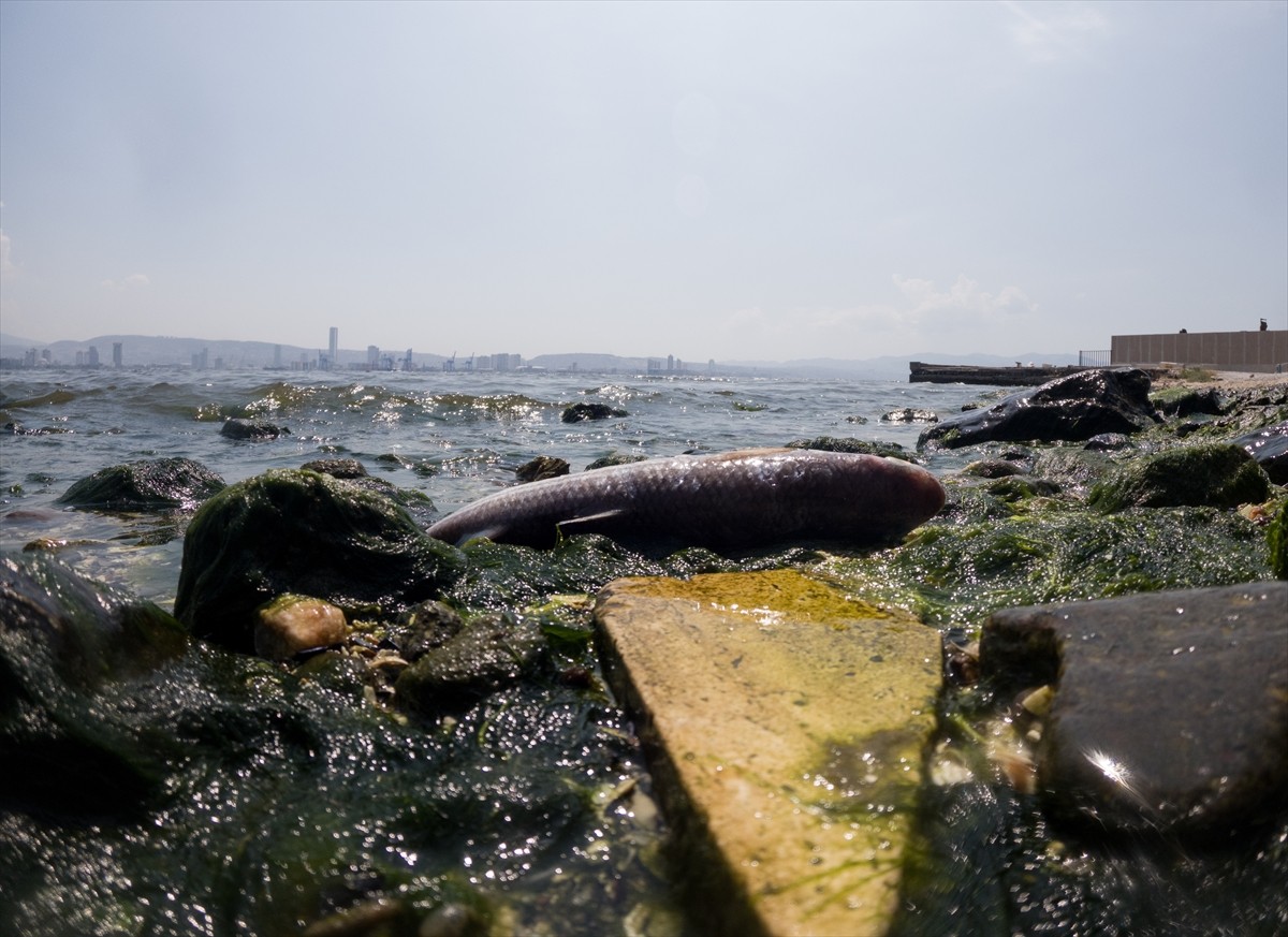 İzmir Körfezi'ndeki kirlilik nedeniyle balık avlanmaması konusunda uyarılarda bulunuldu. Körfezin...