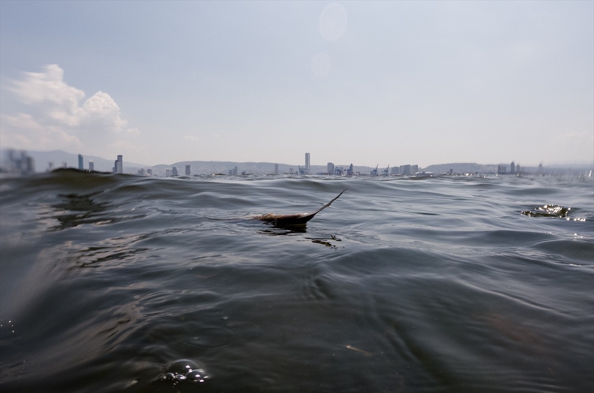 İzmir Körfezi'ndeki kirlilik nedeniyle balık avlanmaması konusunda uyarılarda bulunuldu. Körfezin...