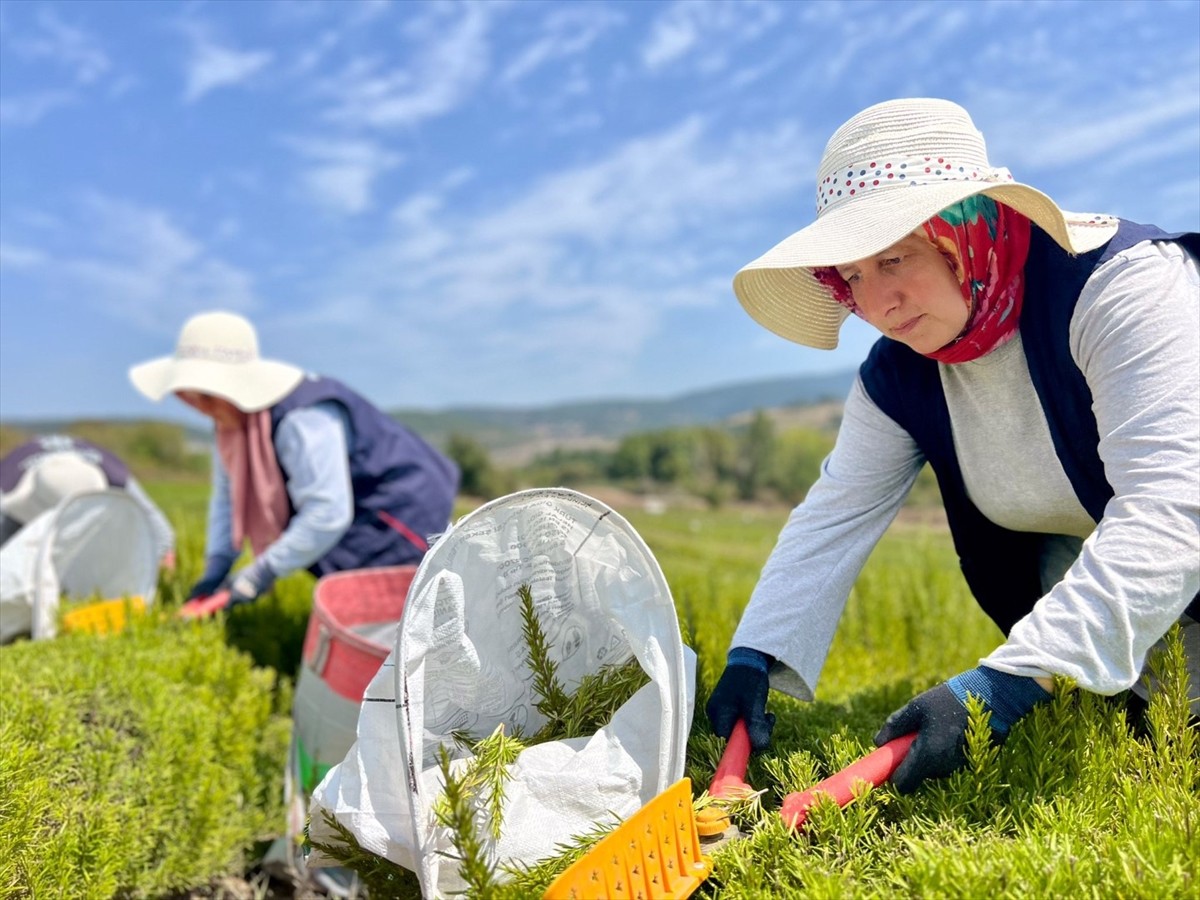 Kocaeli Büyükşehir Belediyesi tarafından hayata geçirilen "Tıbbi ve Aromatik Bitki Yetiştiriciliği...