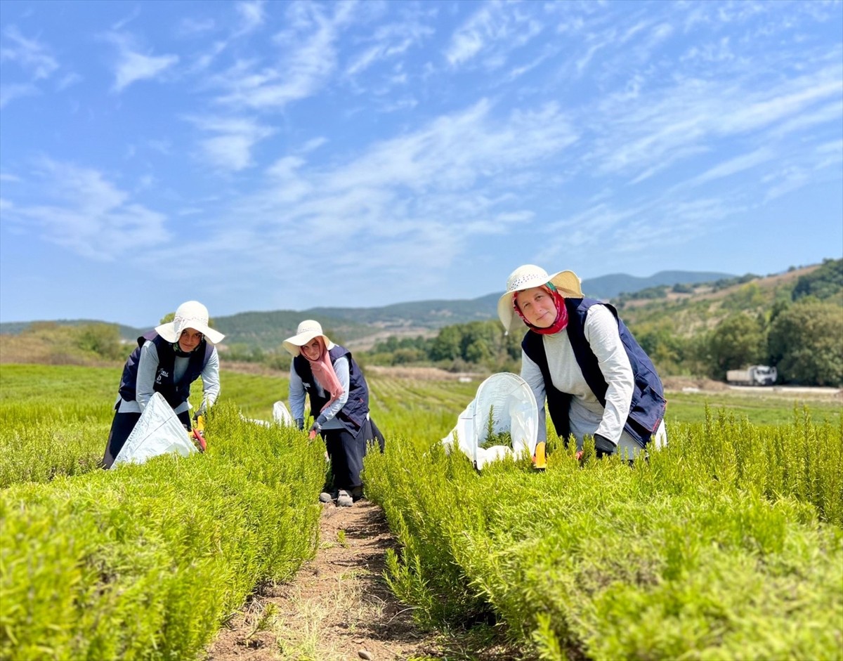 Kocaeli Büyükşehir Belediyesi tarafından hayata geçirilen "Tıbbi ve Aromatik Bitki Yetiştiriciliği...