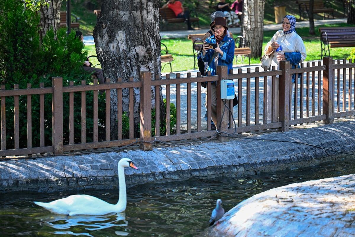 Ankara'nın simgelerinden Kuğulu Park'ta, yavrularını korumak ve bölgelerini sahiplenmek amacıyla...