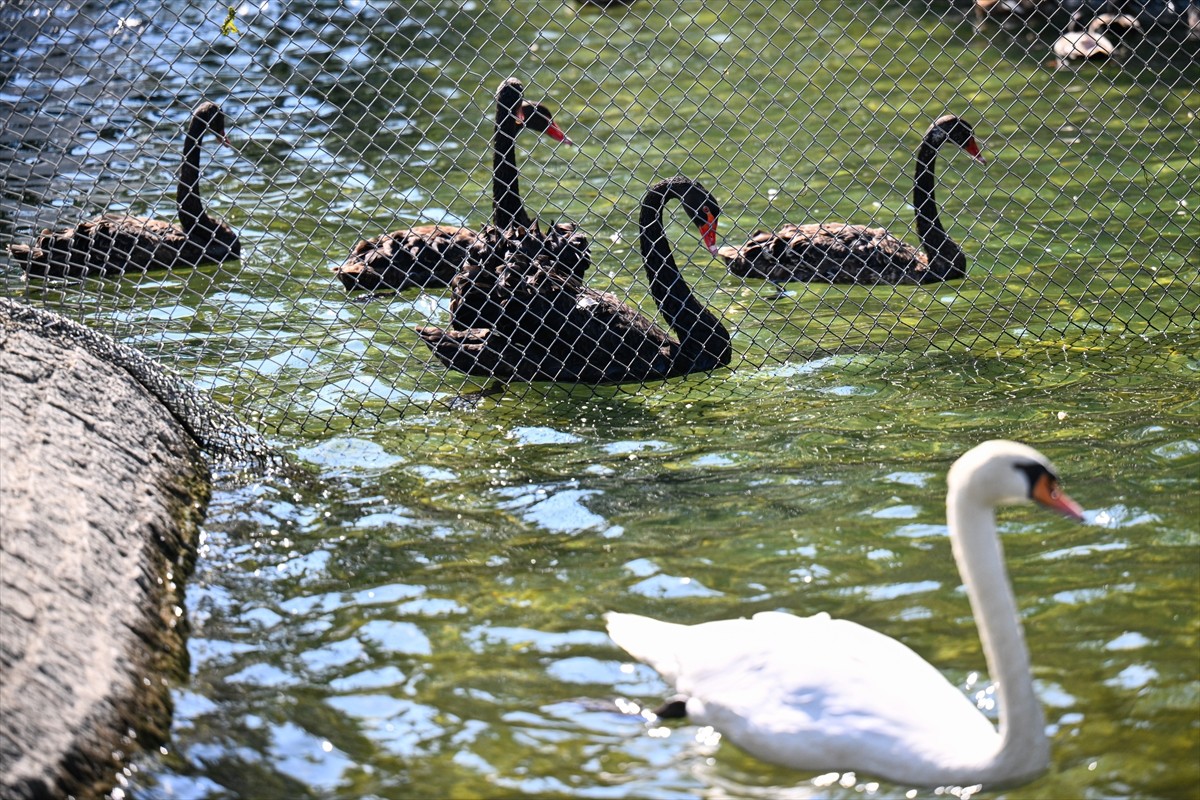 Ankara'nın simgelerinden Kuğulu Park'ta, yavrularını korumak ve bölgelerini sahiplenmek amacıyla...