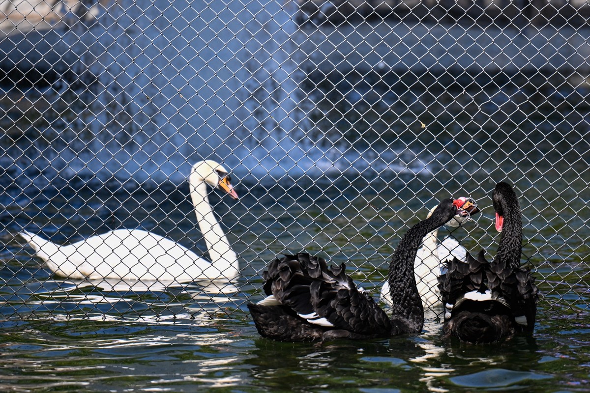 Ankara'nın simgelerinden Kuğulu Park'ta, yavrularını korumak ve bölgelerini sahiplenmek amacıyla...