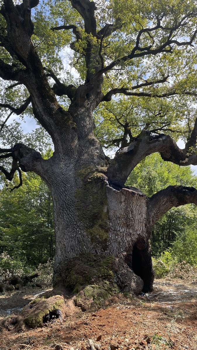 Bolu'nun Mengen ilçesinde "Türkiye'nin en yaşlı meşe ağacı" olarak tescillenen 16 metre yüksekliğe...