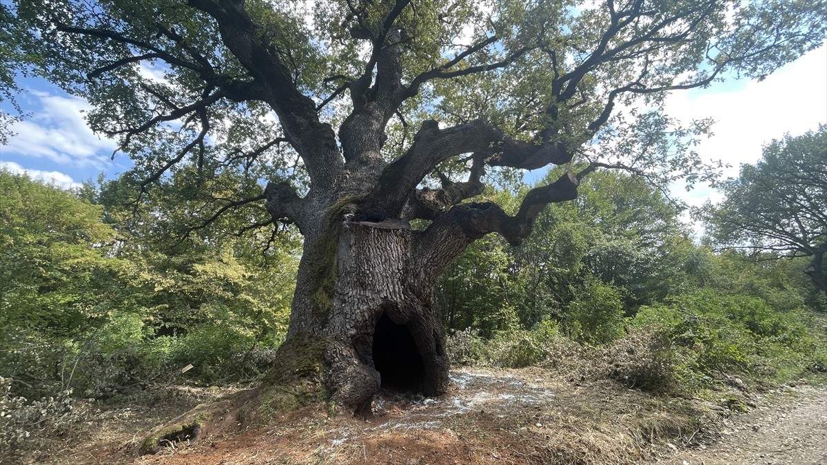 Bolu'nun Mengen ilçesinde "Türkiye'nin en yaşlı meşe ağacı" olarak tescillenen 16 metre yüksekliğe...