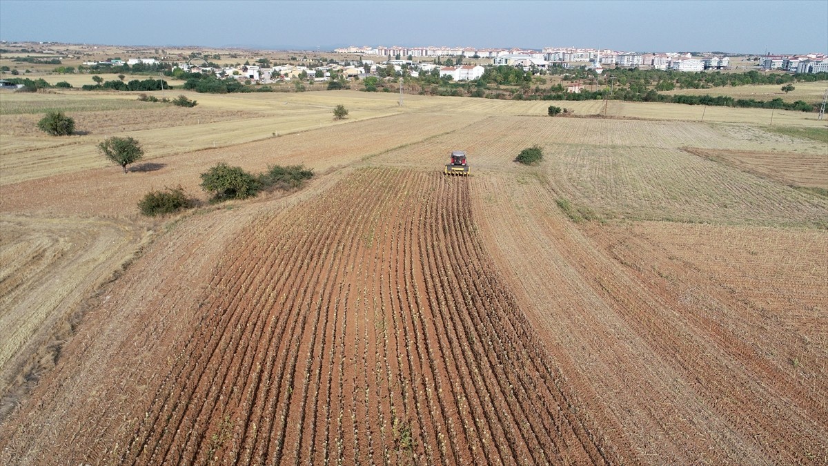 Türkiye'nin önemli ayçiçeği üretim merkezlerinden Edirne, Kırklareli ve Tekirdağ'da ayçiçeği ekili...