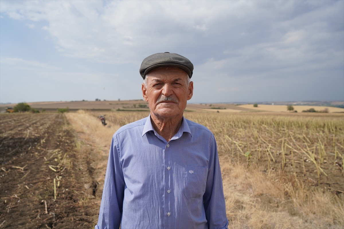 Türkiye'nin önemli ayçiçeği üretim merkezlerinden Edirne’de ayçiçeği hasadı devam...