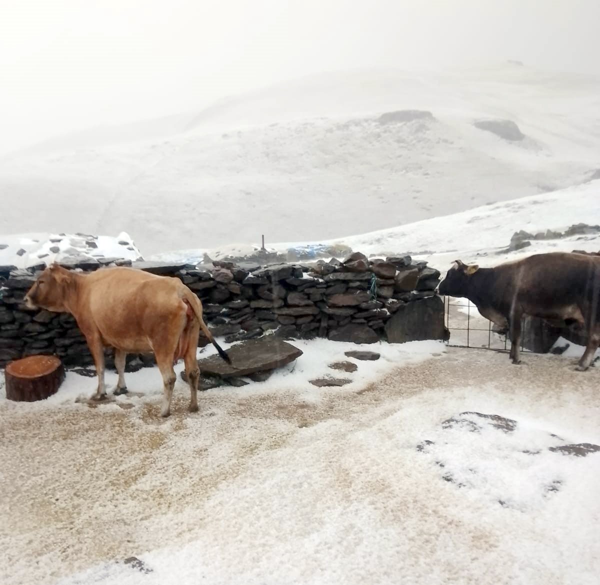 Kars’ın Selim ilçesine bağlı, Allahuekber Dağları'nda bulunan Tuygun köyü yaylasında dolu ve kar...