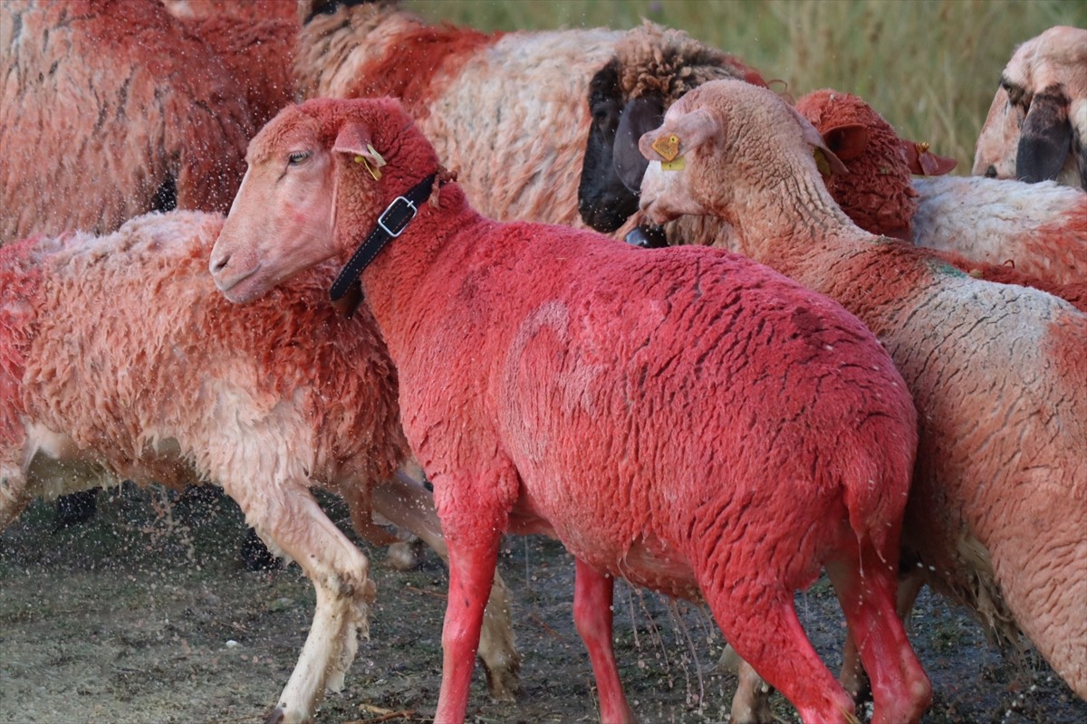 Burdur'un Tefenni ilçesinde 7 asrı aşan sudan koyun geçirme geleneği sürdürülüyor. "Yünüm Böğet"...