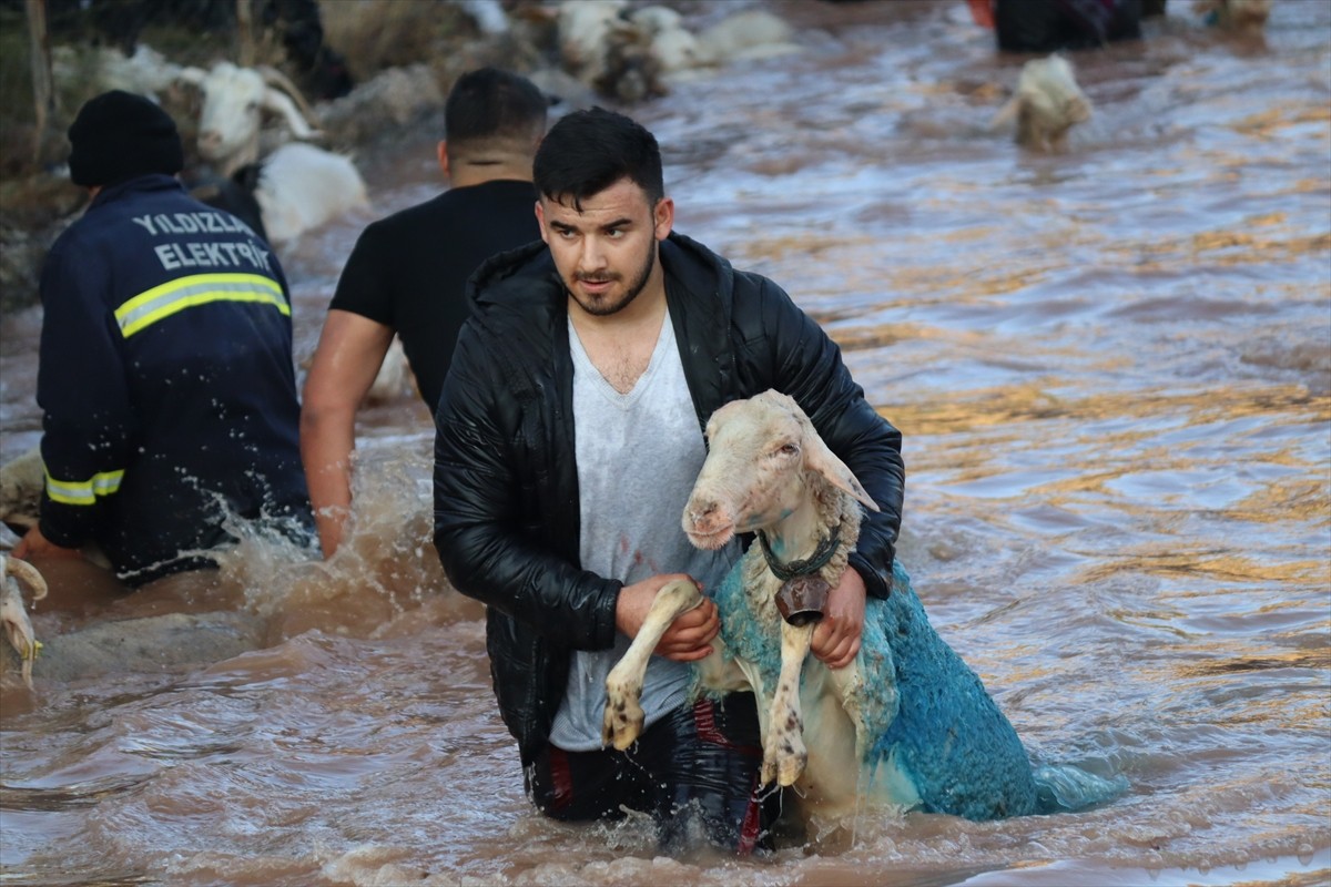 Burdur'un Tefenni ilçesinde 7 asrı aşan sudan koyun geçirme geleneği sürdürülüyor. "Yünüm Böğet"...