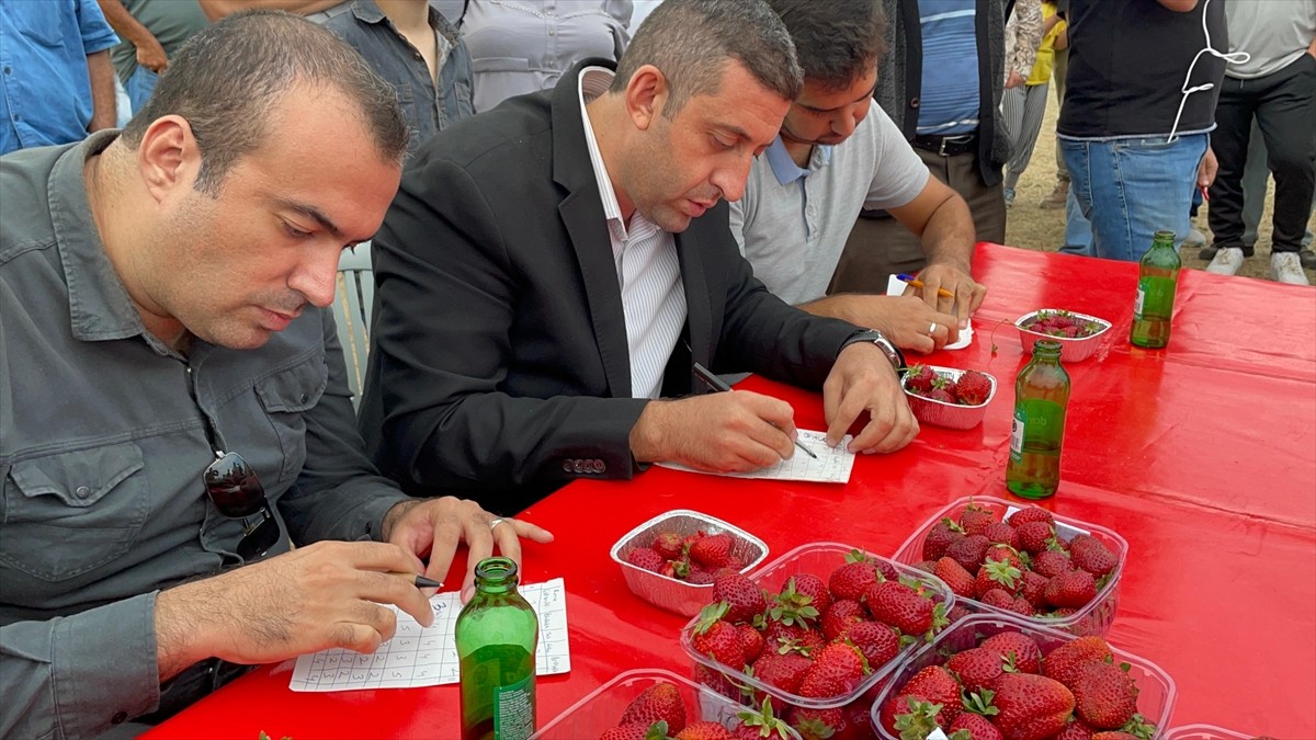 Sakarya'nın Pamukova ilçesinde Çilek Festivali gerçekleştirildi. Çilekli Mahallesi'ndeki...