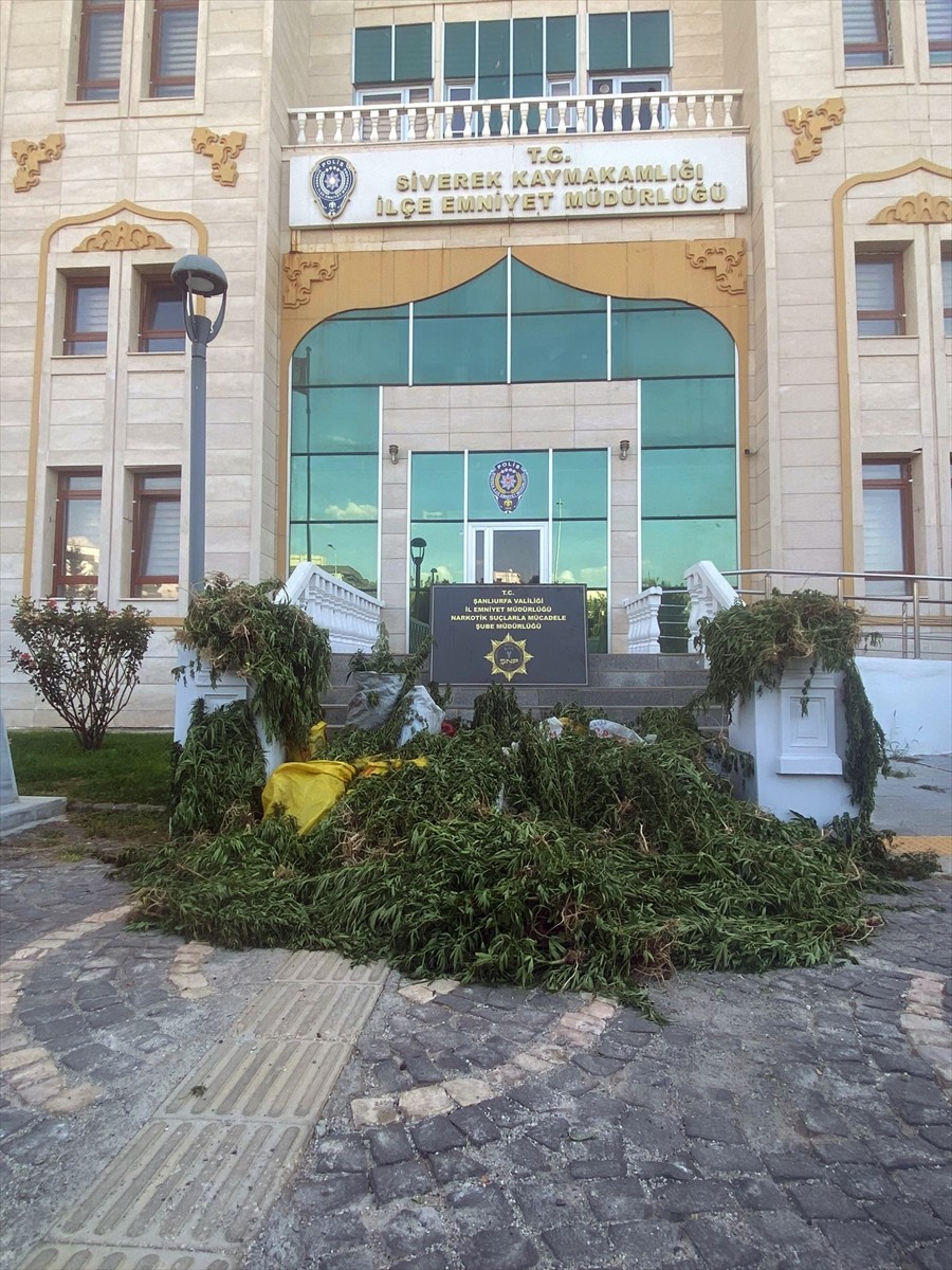 Şanlıurfa'nın Siverek ilçesinde 2 bin 375 kök hint keneviri ele geçirilen operasyonda 1 kişi...