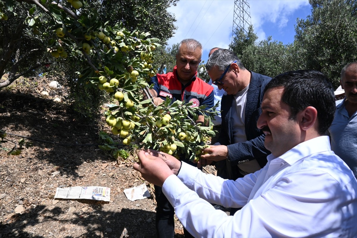 Hatay'ın Belen ilçesinde yetiştirilen alıçlar hasat edildi. Hasada, Belen Kaymakamı Mahmut Sami...