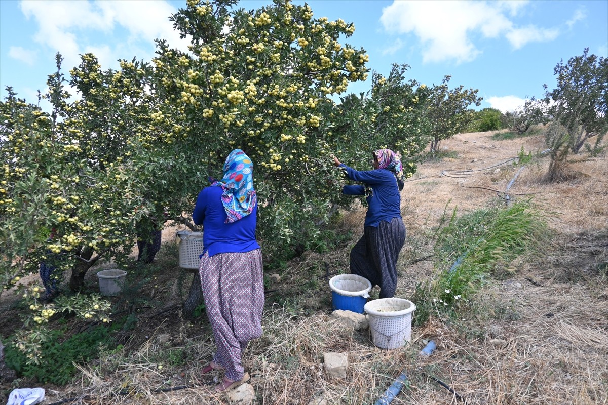 Hatay'ın Belen ilçesinde yetiştirilen alıçlar hasat edildi. Hasada, Belen Kaymakamı Mahmut Sami...