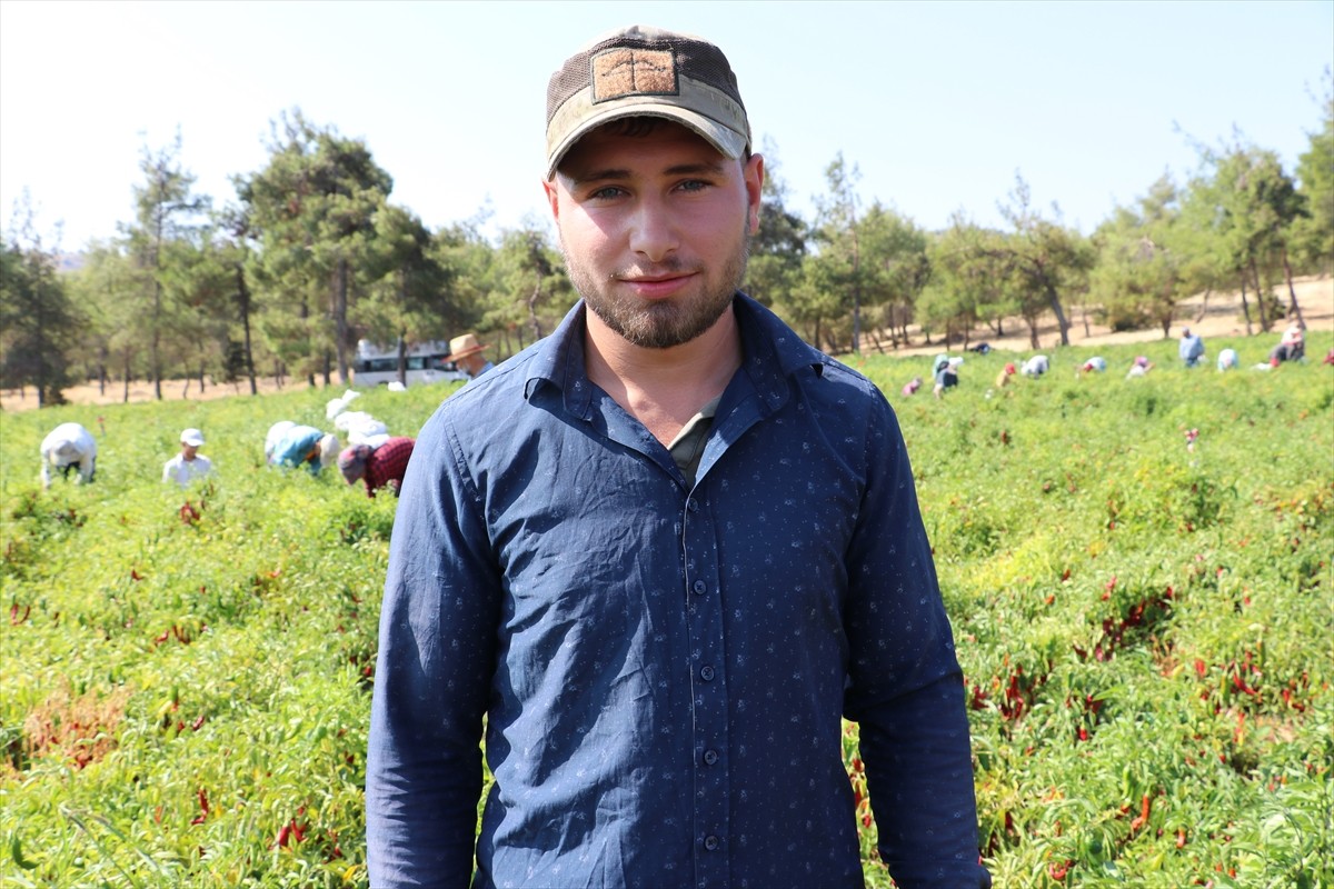 Türkiye'nin önemli kırmızı biber üretim merkezlerinden Kilis'te biber hasadı ve kurutma işlemleri...