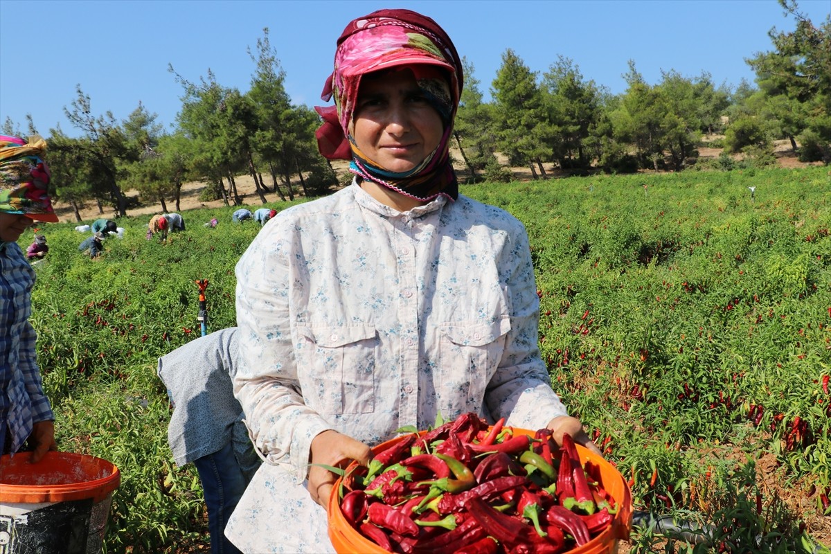 Türkiye'nin önemli kırmızı biber üretim merkezlerinden Kilis'te biber hasadı ve kurutma işlemleri...