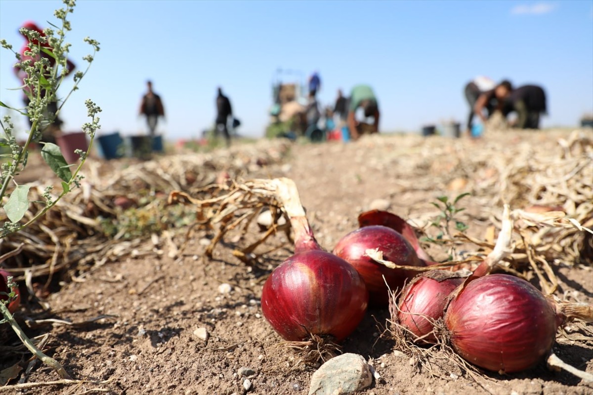 Çorum'un Alaca ilçesinde üretilen coğrafi işaret tescilli Alaca mor soğanında üreticiler, hasada...