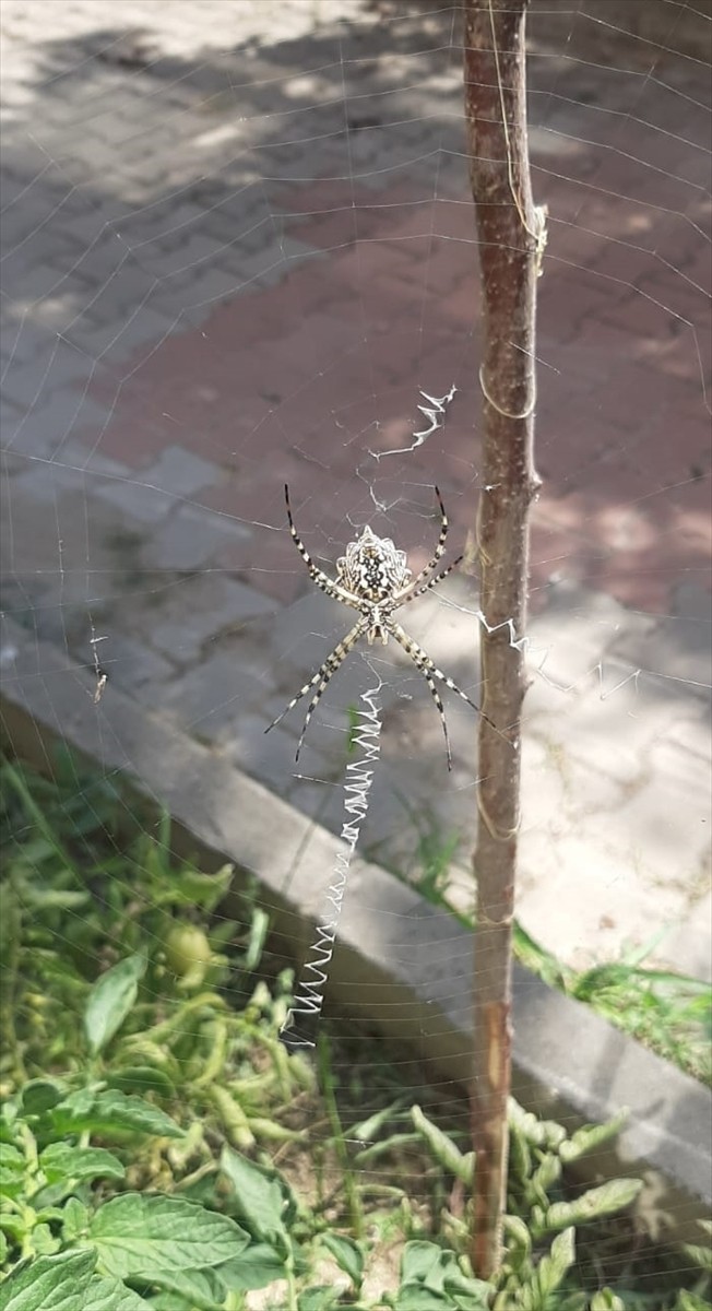 Karabük'te zehirli örümceklerden "argiope lobata" türüne rastlandı.