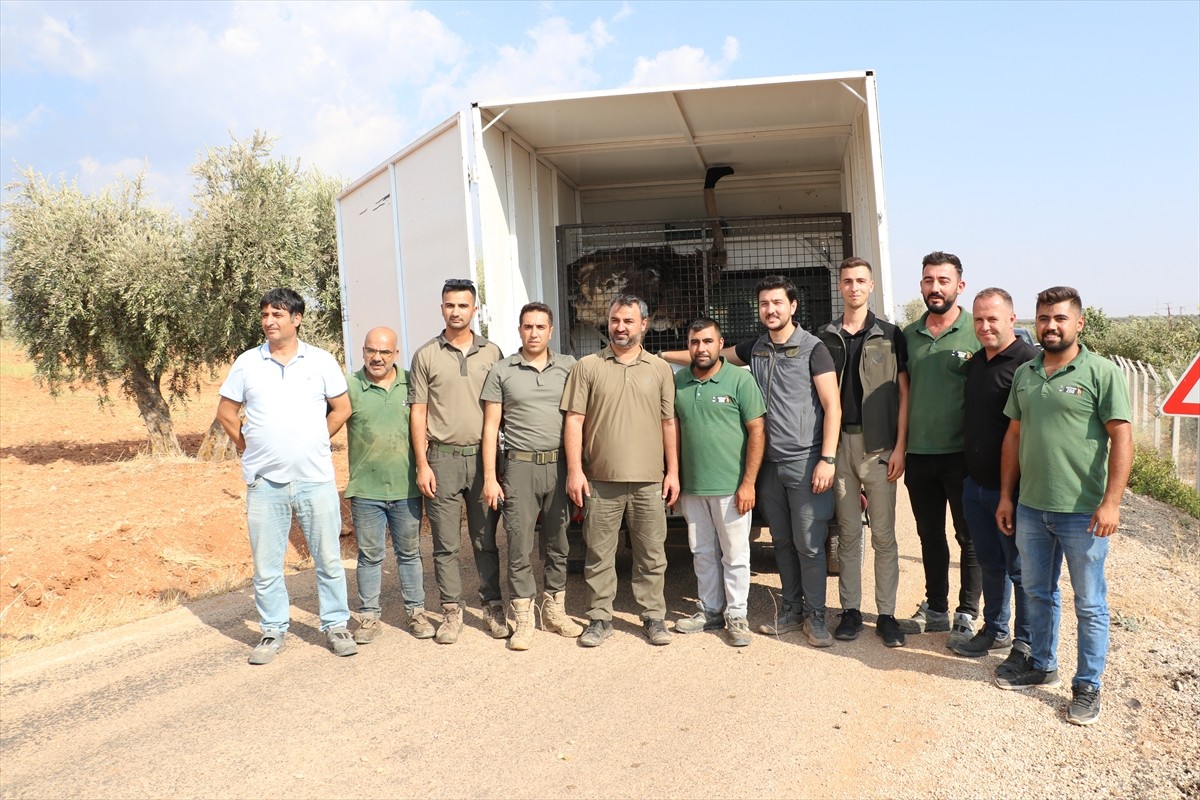 Kilis'te sahipsiz deve kuşu, ekiplerin çalışması sonucu yakalanarak koruma altına alındı.