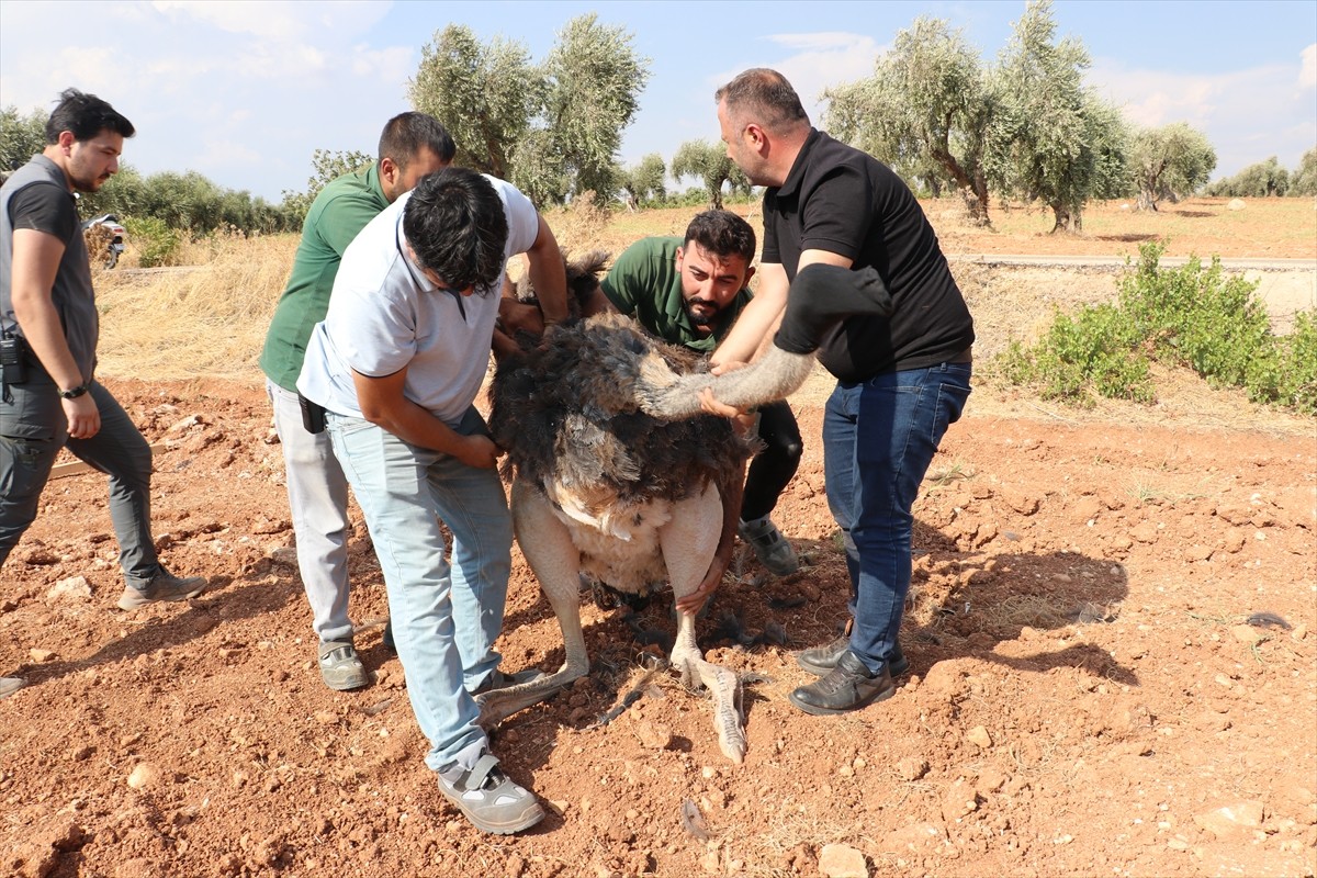 Kilis'te sahipsiz deve kuşu, ekiplerin çalışması sonucu yakalanarak koruma altına alındı.