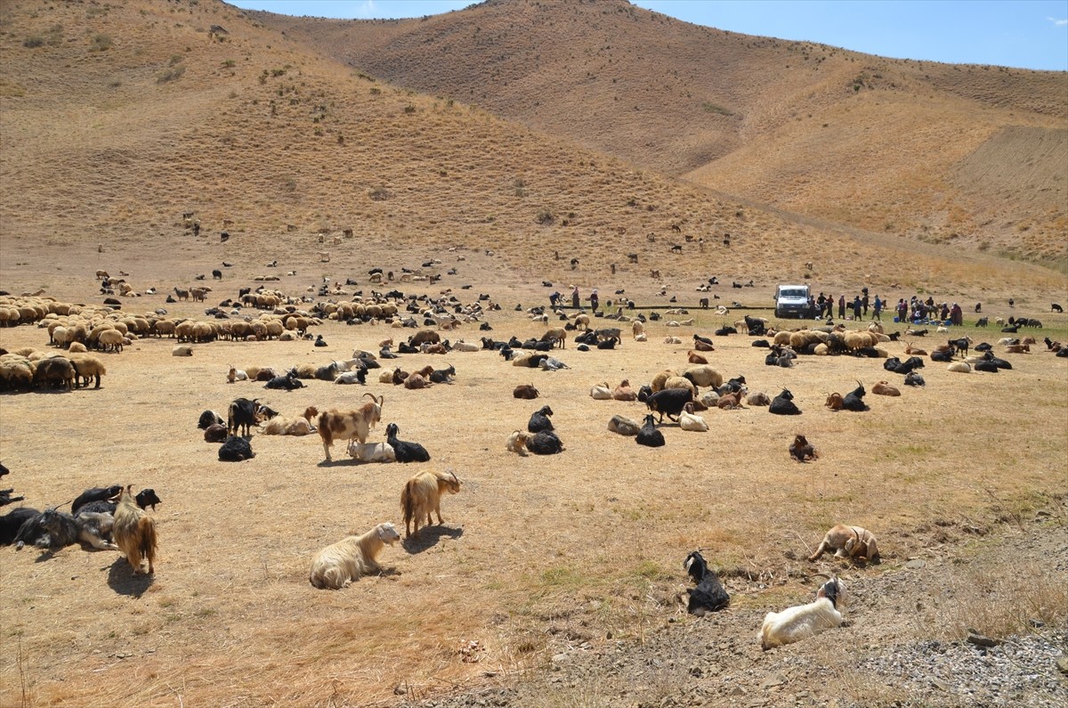 Hakkari'nin Yüksekova ilçesinde berivanlar, günün ilk ışıklarıyla gittikleri yaylalarda, eşlerinin...