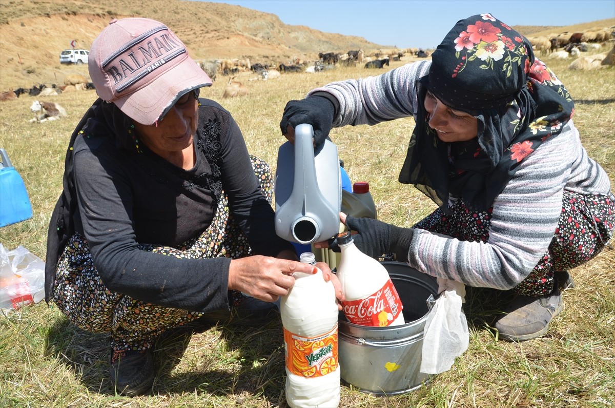 Hakkari'nin Yüksekova ilçesinde berivanlar, günün ilk ışıklarıyla gittikleri yaylalarda, eşlerinin...