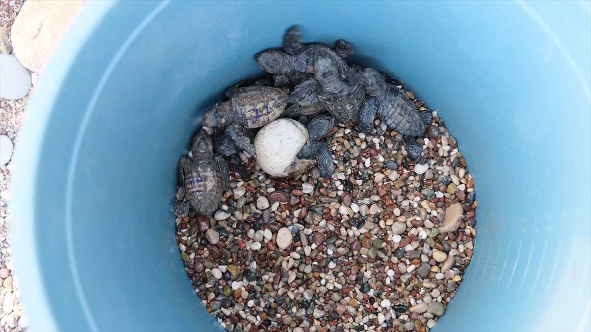 Antalya'nın Kemer ilçesindeki Çıralı sahilinde 180 yuvadan çıkan yaklaşık 4 bin caretta caretta...