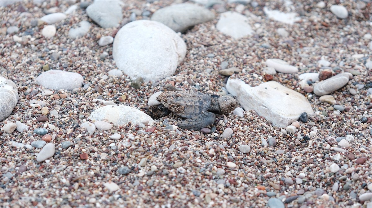 Antalya'nın Kemer ilçesindeki Çıralı sahilinde 180 yuvadan çıkan yaklaşık 4 bin caretta caretta...