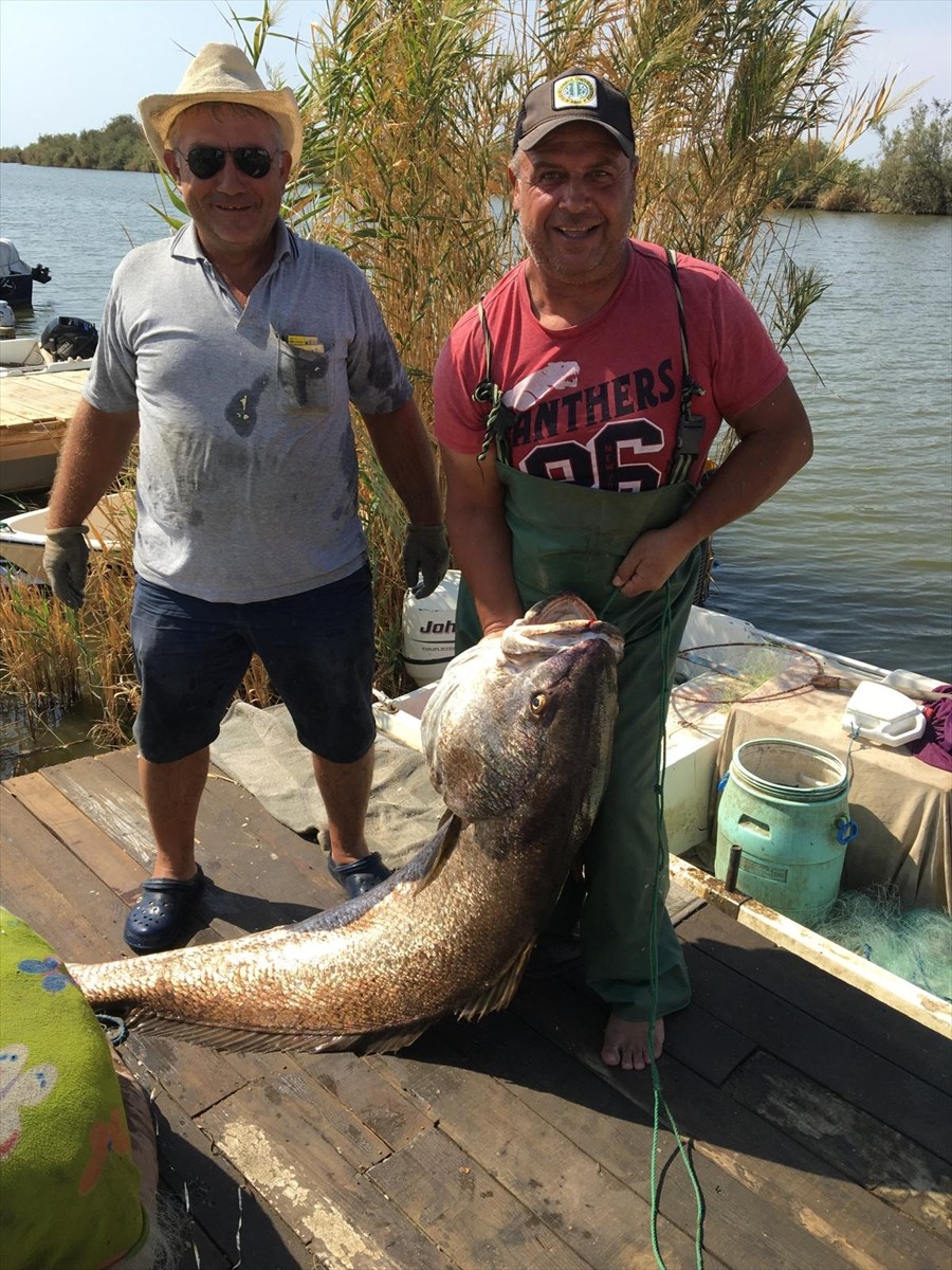 Edirne'de amatör balıkçılar, Meriç Nehri'nde 41 kilogramlık granyöz (sarı ağız) balığı...