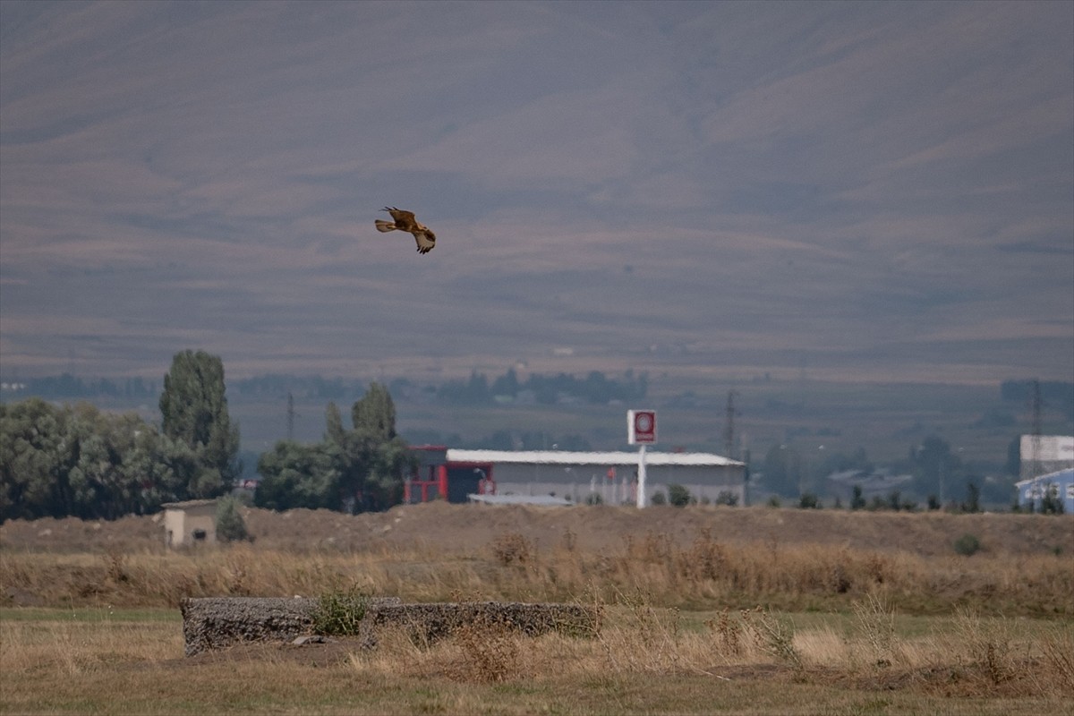 Erzurum Ovası semalarında kızıl şahinler görüntülendi. Erzurum Ovası'ndaki sulak alanlar göçe...