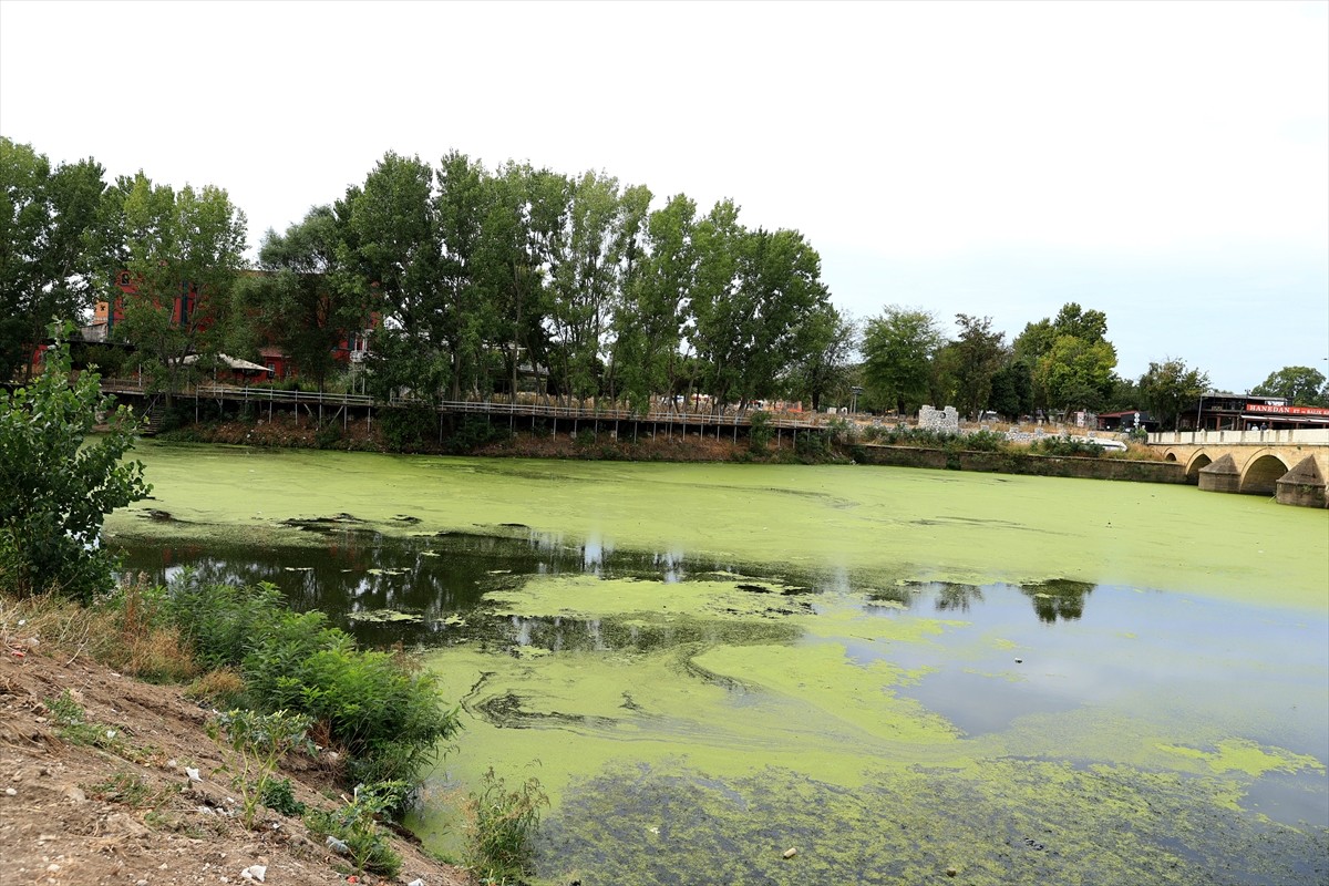 Tunca Nehri'nin yüzeyinde oluşan yosun ve su mercimeklerinin yayılım alanı arttı. Debisi saniyede...