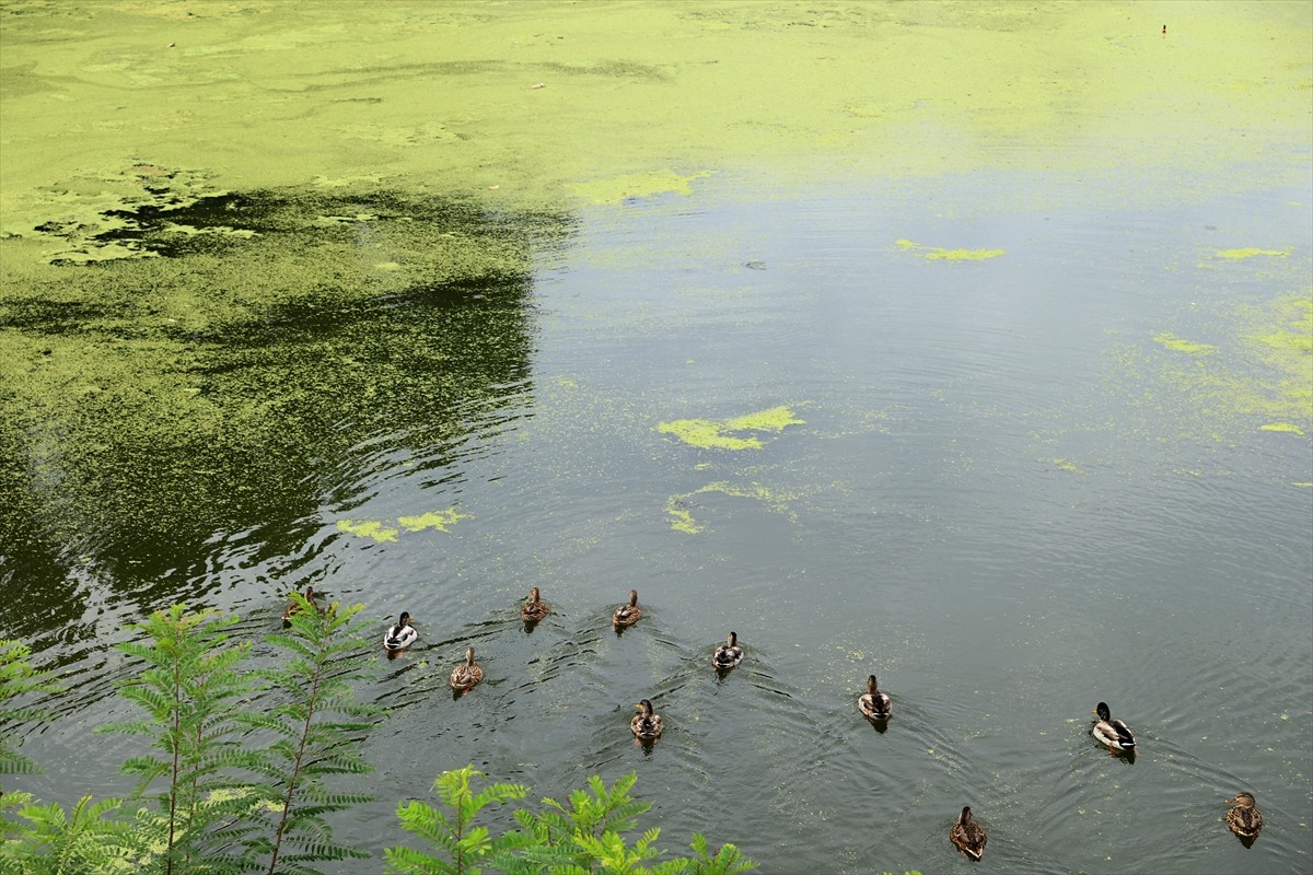 Tunca Nehri'nin yüzeyinde oluşan yosun ve su mercimeklerinin yayılım alanı arttı. Debisi saniyede...