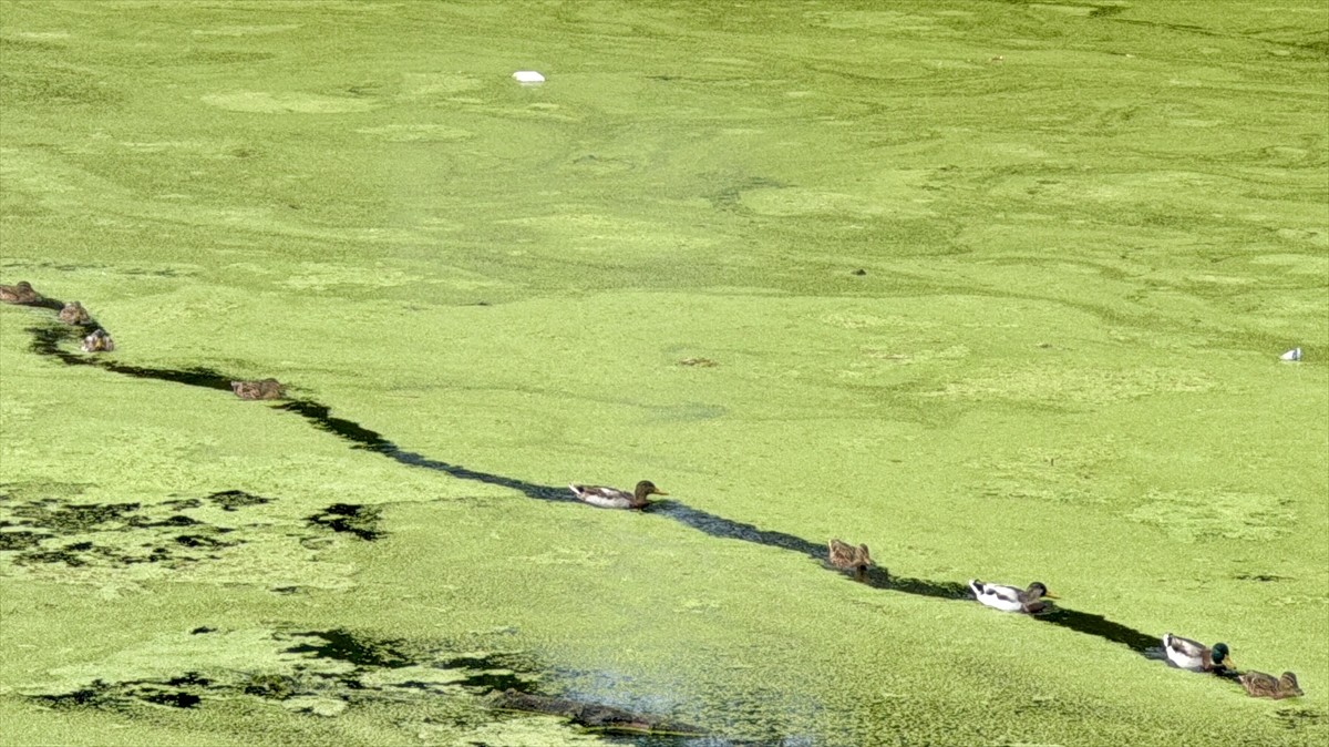 Tunca Nehri'nin yüzeyinde oluşan yosun ve su mercimeklerinin yayılım alanı arttı. Debisi saniyede...