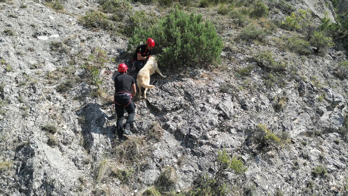 Çorum'da kayalıklarda mahsur kalan köpek, Çorum Belediyesi itfaiye ekiplerince kurtarıldı.