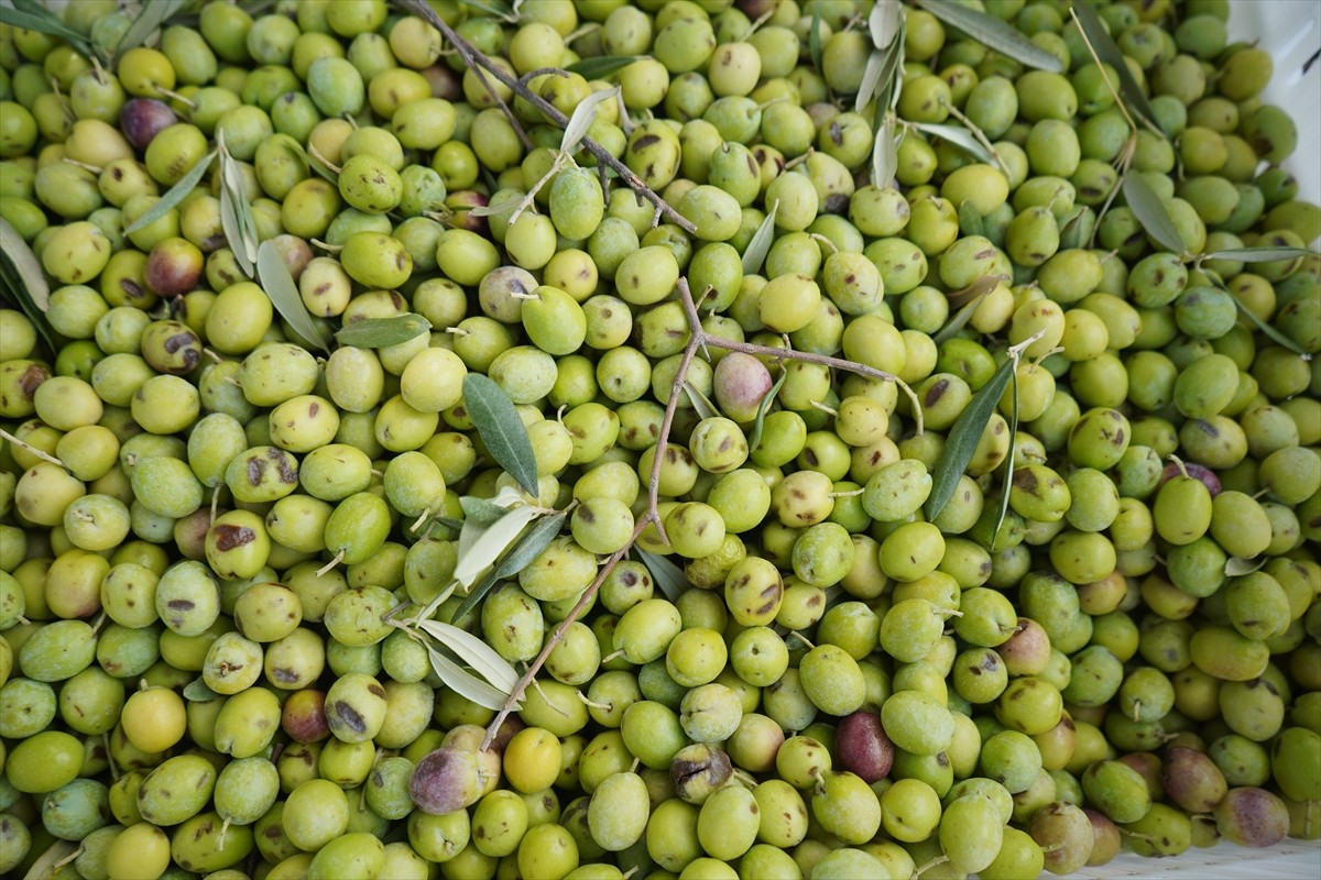 Türkiye'nin önemli zeytin üretim merkezlerinden, zeytinyağıyla coğrafi işarete sahip Balıkesir'in...